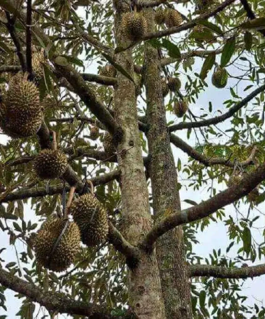 Mengenal Proses Budidaya Durian, Komoditas Lokal Punya!