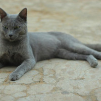 Mengenal Busok, Kucing Ras Indonesia yang Punya Indera Keenam!