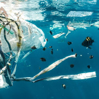 Darurat Sampah Plastik di Laut, Ini yang Bisa Kita Lakukan!