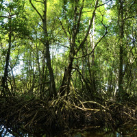 Manfaat Hutan Mangrove di Pulau Bengkalis, Kamu Wajib Tahu!