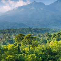 10 Tumbuhan Asli Indonesia yang Tidak Ada di Negara Lain, Berani Koleksi?
