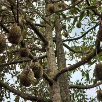 Mengenal Proses Budidaya Durian, Komoditas Lokal Punya!