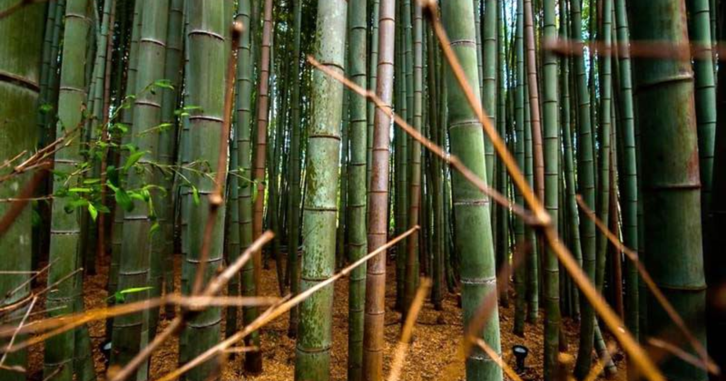 bambu manggong