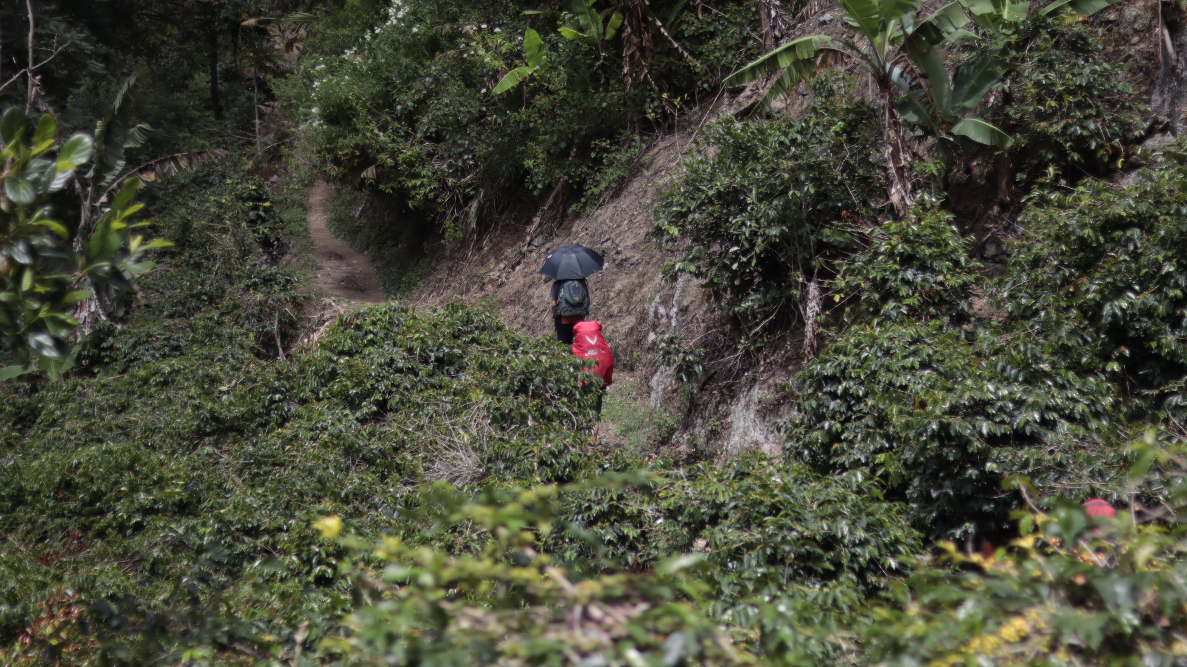 Salah satu jalur pendakian Gunung Latimojong